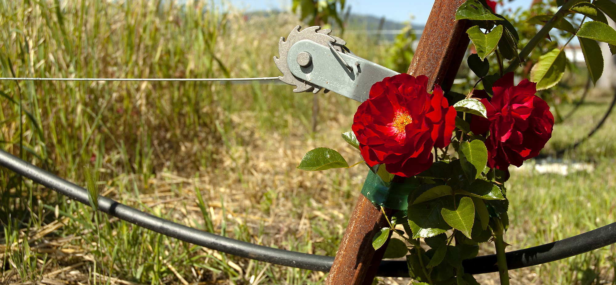 Vineyard Roses